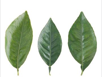 leaves texture (ID:ffadf8412)