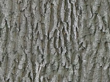 bark texture (ID:ffacg23753)