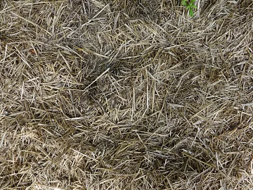Ground texture (ID:ffaeg55143)