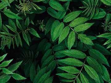 leaves texture (ID:ffagg17895)