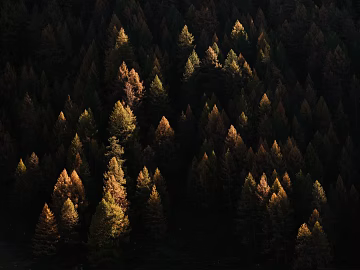 Plants texture (ID:ffabg22299)