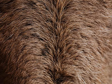 animal hair texture (ID:ffagg89173)
