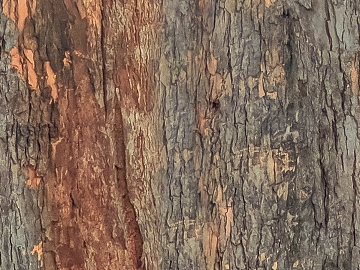 bark texture (ID:ffaeg83849)