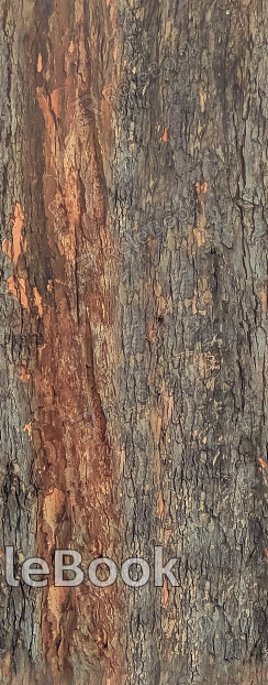 bark texture