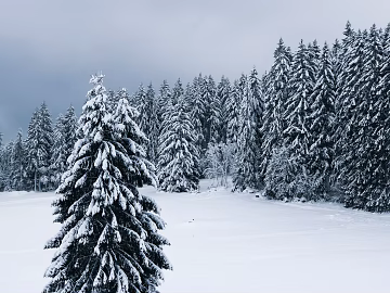 Cedar Will Cedar Mask Vertical Version Cold Environment Material Cold Dome Presentation Forest Snow Scene Exterior texture (ID:ffach477263)