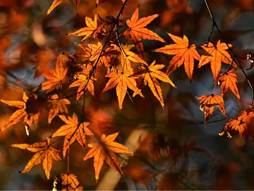 leaves texture (ID:ffaeg85540)