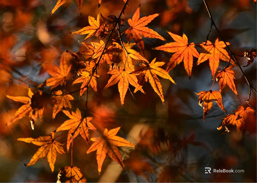 leaves texture