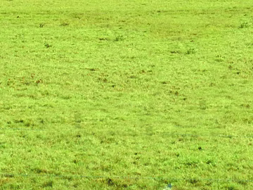 Turf texture (ID:ffach703566)