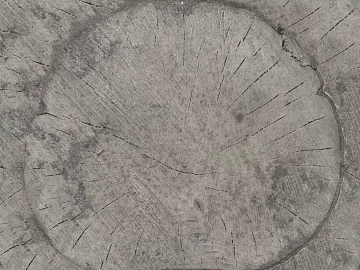 annual rings texture (ID:ffabg15702)