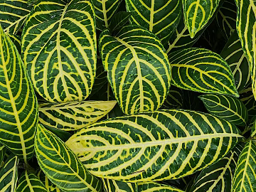 Plants texture (ID:ffaeg52927)