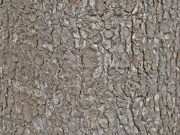 bark texture (ID:ffabg63568)