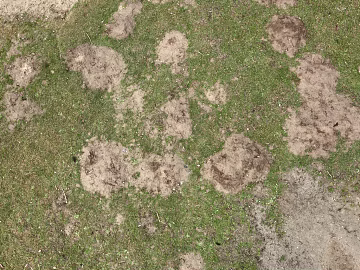 Turf 3d model