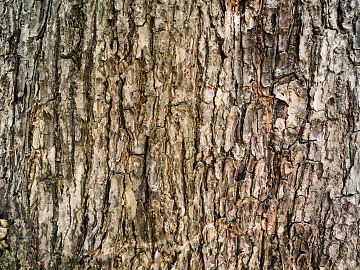 bark texture texture (ID:ffach839965)