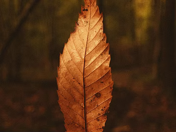 leaves texture (ID:ffagg60738)