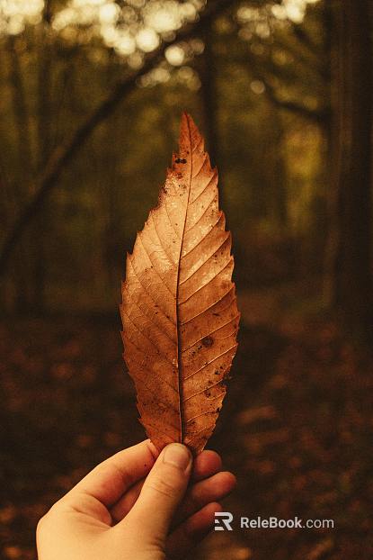 leaves texture