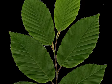 leaves texture (ID:ffagg98443)