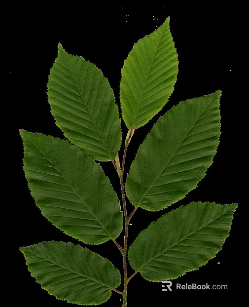 leaves texture