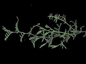 Plants texture (ID:ffagg94224)