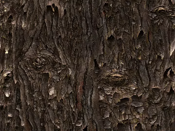 bark texture (ID:ffacg50532)