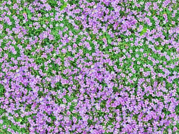 Flowers texture (ID:ffach283216)
