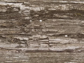 bark texture (ID:ffacg16104)
