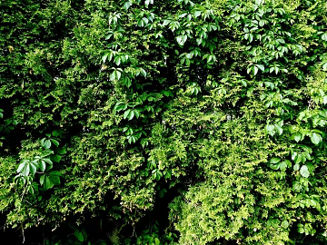 Plants texture (ID:ffabg35170)