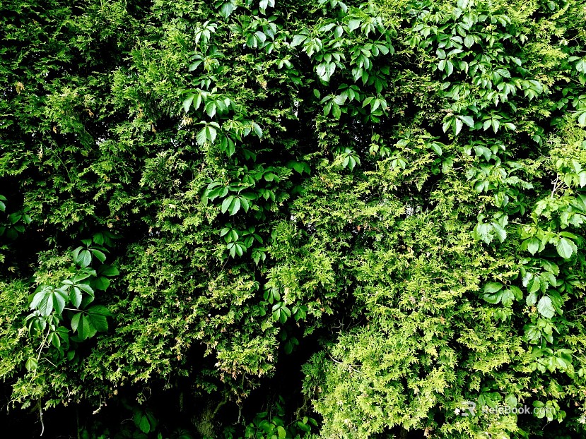 Plants texture