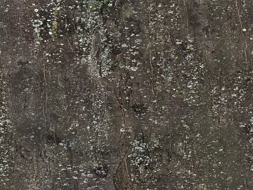 bark texture (ID:ffach427900)