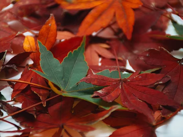 leaves texture (ID:ffabg87290)