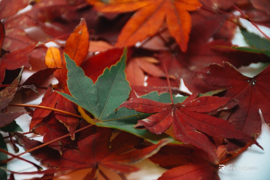 leaves texture