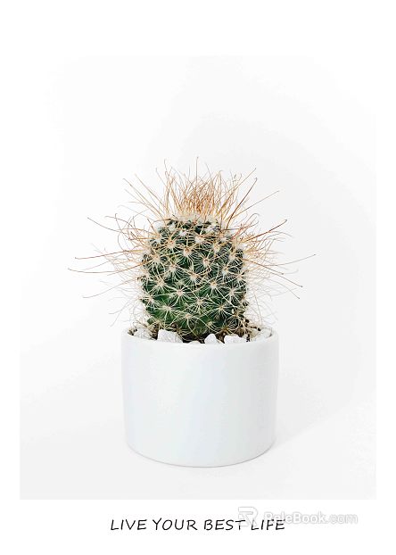 Cactus texture