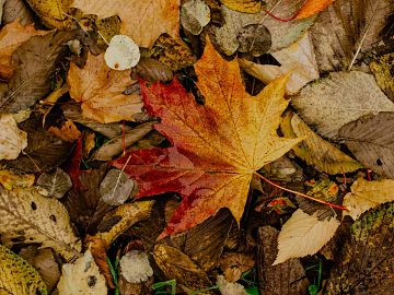 fallen leaves texture (ID:ffagg72128)