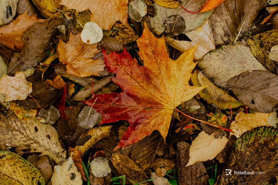 fallen leaves texture