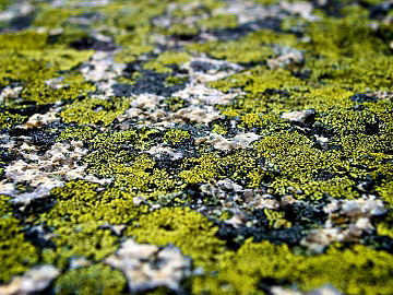 moss texture (ID:ffajg24858)
