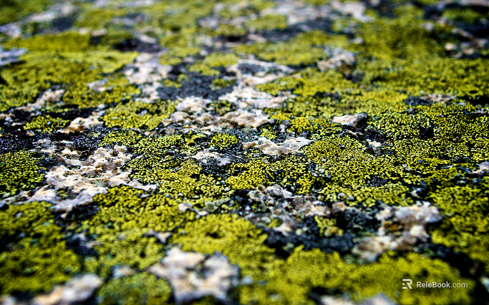 moss texture