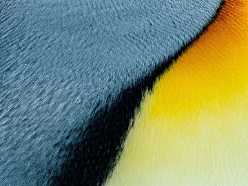 Animal Blanket texture (ID:ffabg31142)