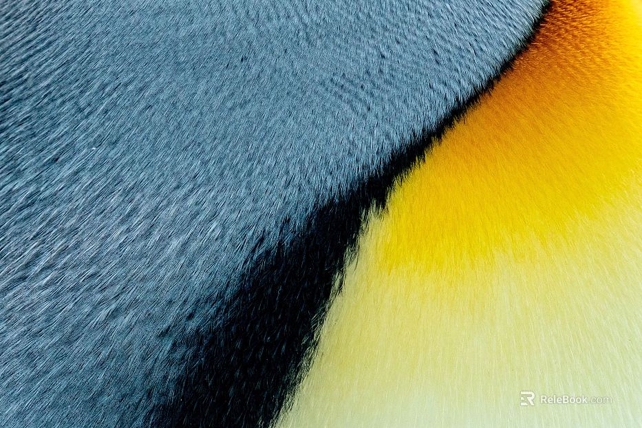 Animal Blanket texture