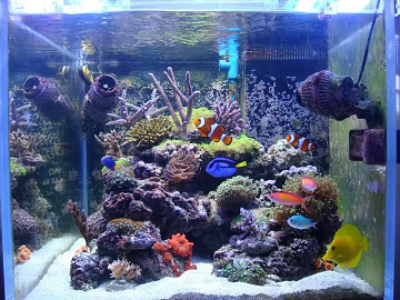 Fish tank texture (ID:ffaag18696)