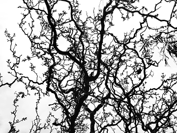 Black and White Dried Branches Nature Plant Map texture (ID:ffaeh580356)