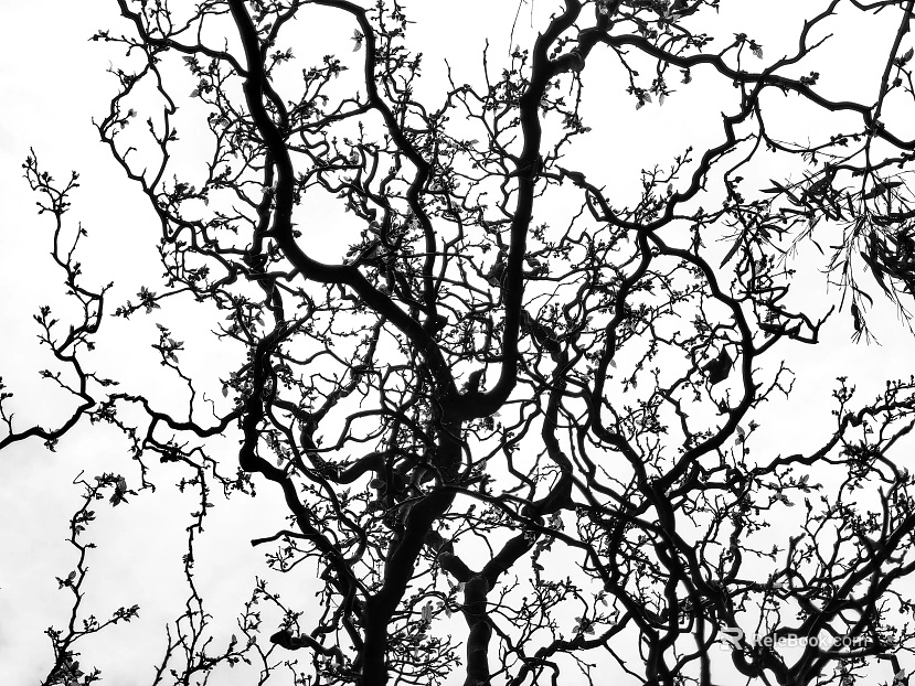 Black and White Dried Branches Nature Plant Map texture