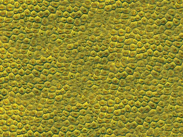 plant pattern 3d model