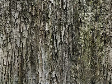 bark texture (ID:ffaag23746)