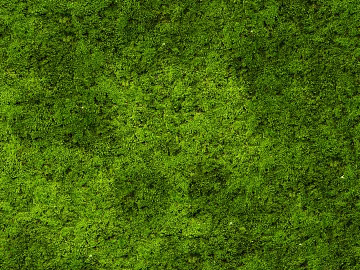 moss texture (ID:ffacg84269)