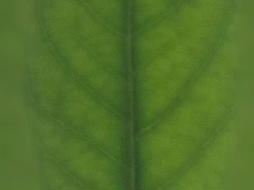 leaves texture (ID:ffacf6254)