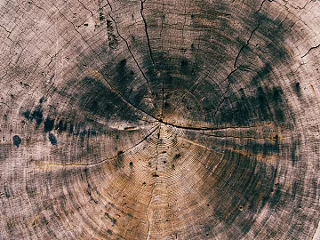 annual rings texture (ID:ffaeg89857)