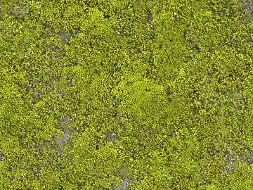 moss texture (ID:ffhee050)