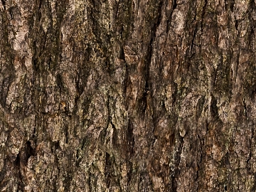 bark texture (ID:ffadf4434)