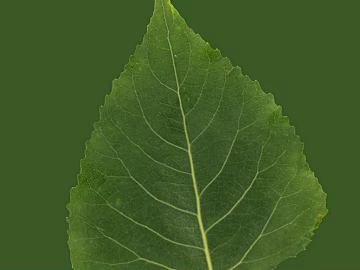 leaves texture (ID:ffadf1080)