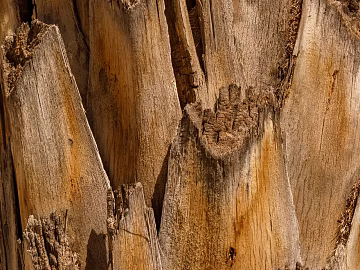 bark texture (ID:ffabg62343)