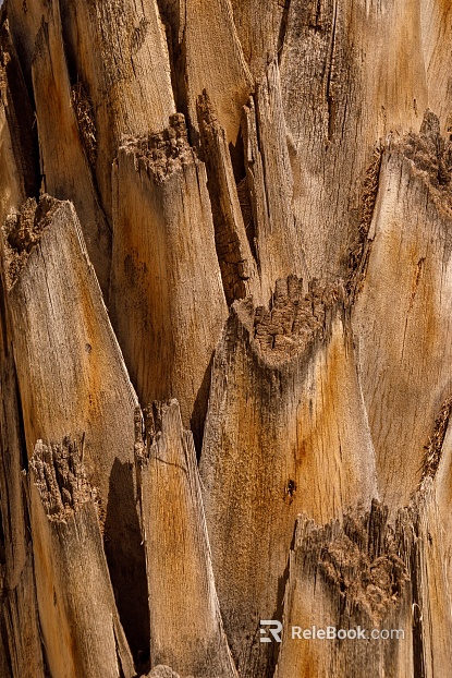 bark texture